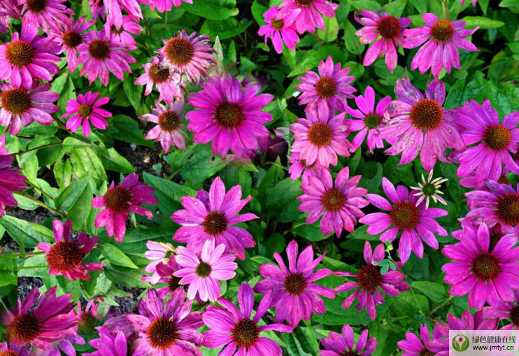 紫錐菊的副作用.png 紫錐菊的副作用.png