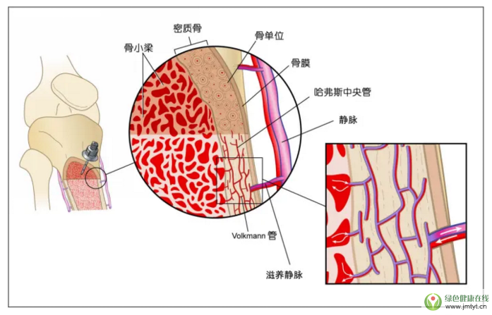 三髓粉與骨關節營養.png 三髓粉與骨關節營養.png